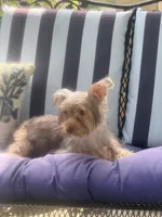 Starla, a female Yorkshire Terrier for sale in Macon, GA – 4 of 10
