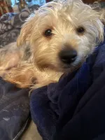 Sugar, a female Yorkshire Terrier for sale in Macon, GA – 2 of 7