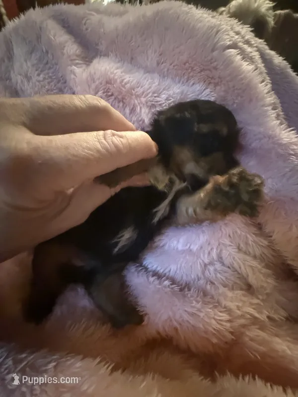 Buster  – Yorkshire Terrier puppy for sale in Macon, GA