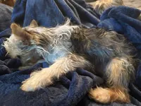 Sugar Baby , a male Yorkshire Terrier for sale in Macon, GA – 9 of 10