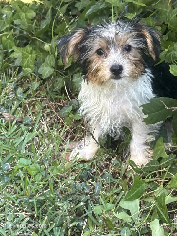 Lacey – Yorkshire Terrier puppy for sale in Macon, GA