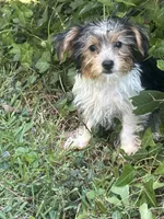 Lacey, a female Yorkshire Terrier for sale in Macon, GA – 1 of 10
