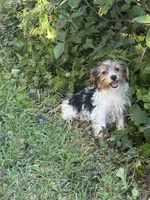 Lacey, a female Yorkshire Terrier for sale in Macon, GA – 5 of 10