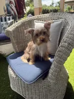 Starla, a female Yorkshire Terrier for sale in Macon, GA – 7 of 10