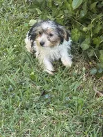 Lacey, a female Yorkshire Terrier for sale in Macon, GA – 10 of 10