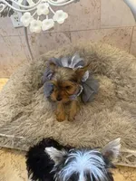 Rosie, a female Yorkshire Terrier for sale in Macon, GA – 5 of 10