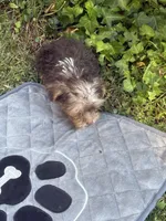 Blue Bell, a female Yorkshire Terrier for sale in Macon, GA – 4 of 9