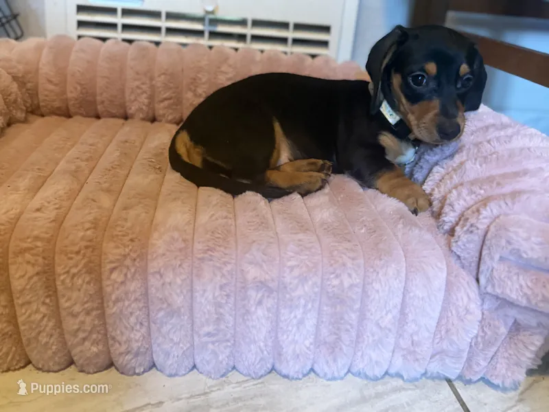 Lola – Dachshund, Miniature Dachshund puppy for sale in Modesto, CA