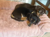 Lola, a female Dachshund and Miniature Dachshund for sale in Modesto, CA – 2 of 2