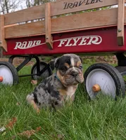 Duke, a male English Bulldog for sale in Manheim, PA – Photo 2 of 6