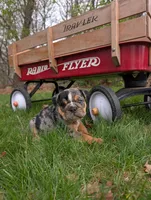 Duke, a male English Bulldog for sale in Manheim, PA – Photo 3 of 6