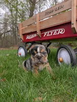 Duke, a male English Bulldog for sale in Manheim, PA – Photo 4 of 6