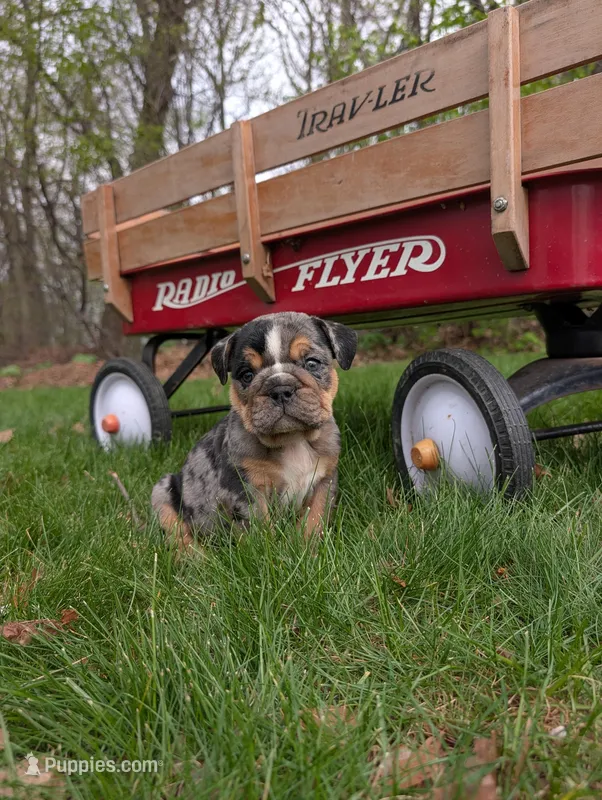 Duke – English Bulldog puppy for sale in Manheim, PA