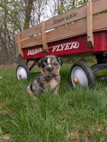 Duke, a male English Bulldog for sale in Manheim, PA – Photo 1 of 6