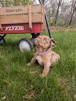 Charlotte, a female English Bulldog for sale in Manheim, PA – Photo 4 of 7