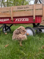 Charlotte, a female English Bulldog for sale in Manheim, PA – Photo 5 of 7