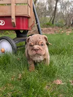 Charlotte, a female English Bulldog for sale in Manheim, PA – Photo 3 of 7