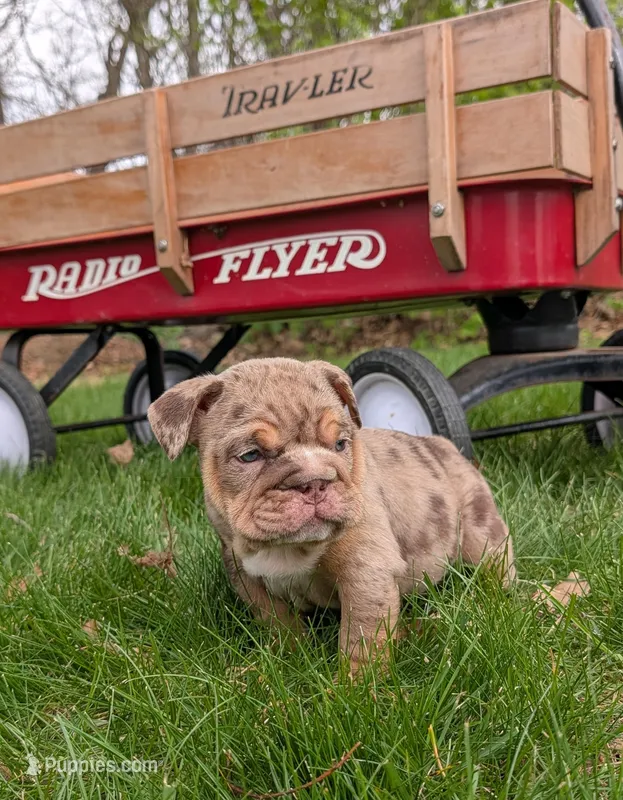 Charlotte – English Bulldog puppy for sale in Manheim, PA