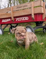 Charlotte, a female English Bulldog for sale in Manheim, PA – Photo 1 of 7