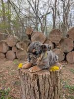Dandy, a female English Bulldog for sale in Manheim, PA – Photo 3 of 6