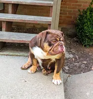 Dandy, a female English Bulldog for sale in Manheim, PA – Photo 6 of 6
