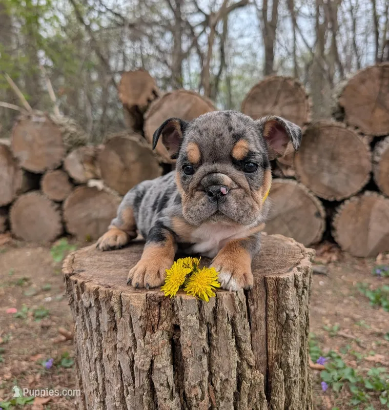 Dandy – English Bulldog puppy for sale in Manheim, PA