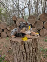 Dandy, a female English Bulldog for sale in Manheim, PA – Photo 4 of 6