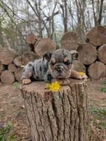 Dandy, a female English Bulldog for sale in Manheim, PA – Photo 2 of 6