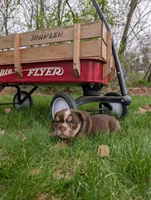 Crosby, a male English Bulldog for sale in Manheim, PA – Photo 6 of 8