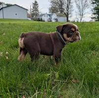Crosby, a male English Bulldog for sale in Manheim, PA – Photo 3 of 8