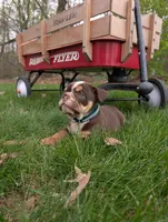 Crosby, a male English Bulldog for sale in Manheim, PA – Photo 2 of 8