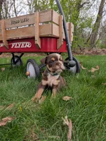 Crosby, a male English Bulldog for sale in Manheim, PA – Photo 5 of 8