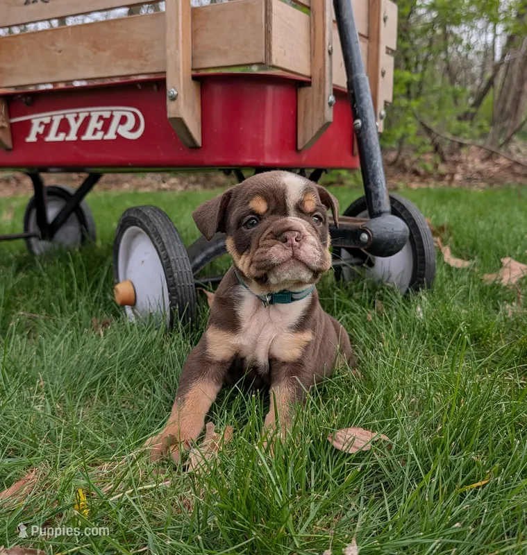 Crosby – English Bulldog puppy for sale in Manheim, PA