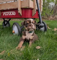 Crosby, a male English Bulldog for sale in Manheim, PA – Photo 1 of 8