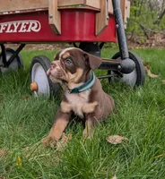 Crosby, a male English Bulldog for sale in Manheim, PA – Photo 4 of 8