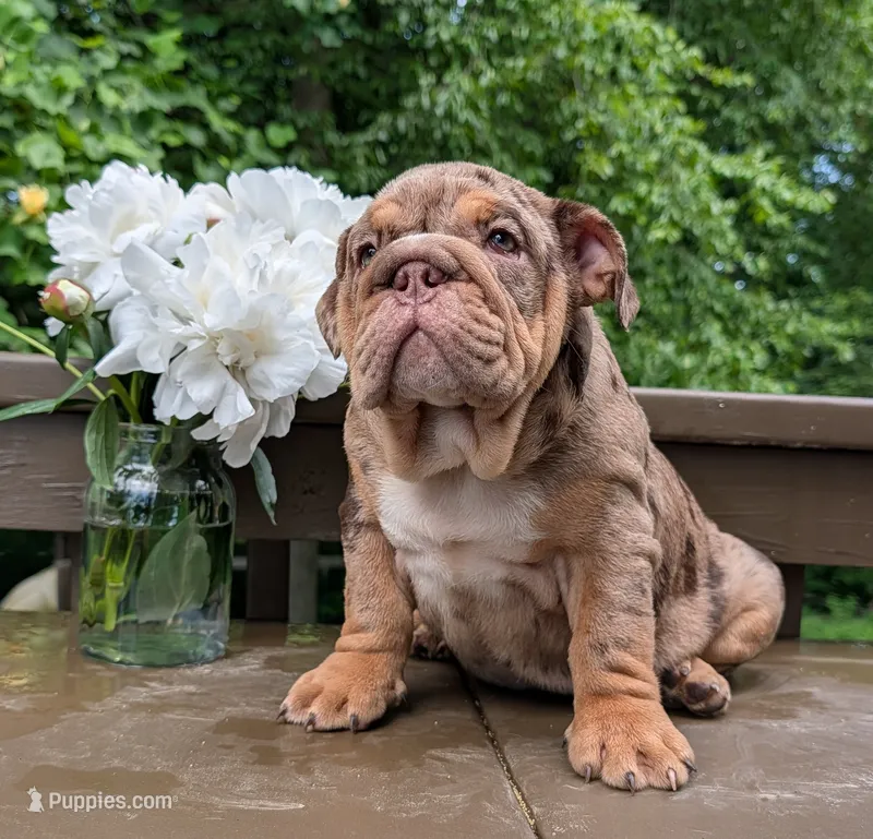 Charlotte – English Bulldog puppy for sale in Manheim, PA
