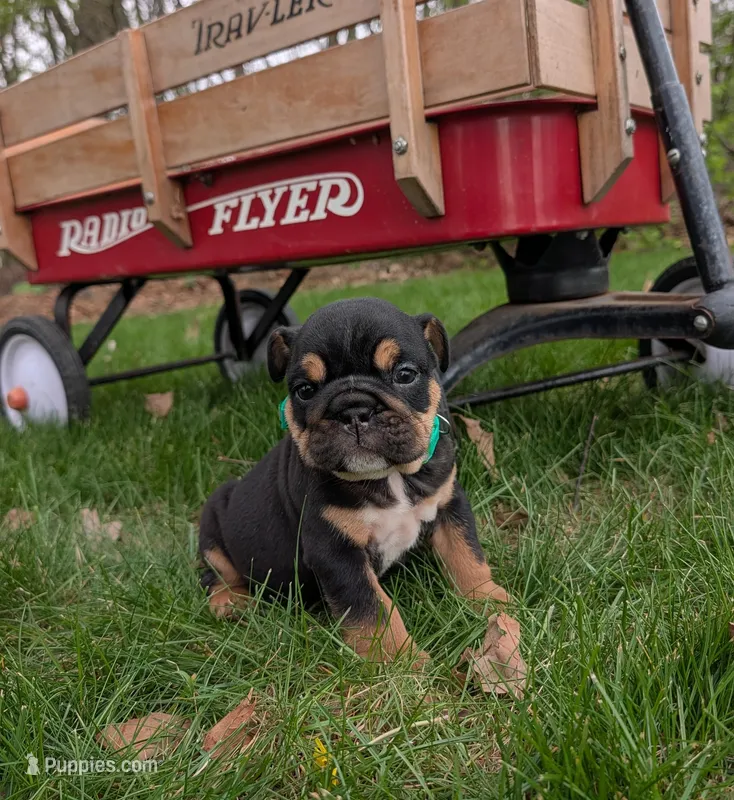 Thatcher – English Bulldog puppy for sale in Manheim, PA