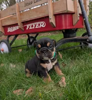 Thatcher, a male English Bulldog for sale in Manheim, PA – Photo 1 of 6