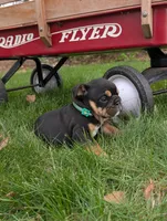 Thatcher, a male English Bulldog for sale in Manheim, PA – Photo 4 of 6