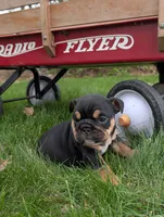 Thatcher, a male English Bulldog for sale in Manheim, PA – Photo 2 of 6