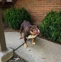 Thatcher, a male English Bulldog for sale in Manheim, PA – Photo 5 of 6