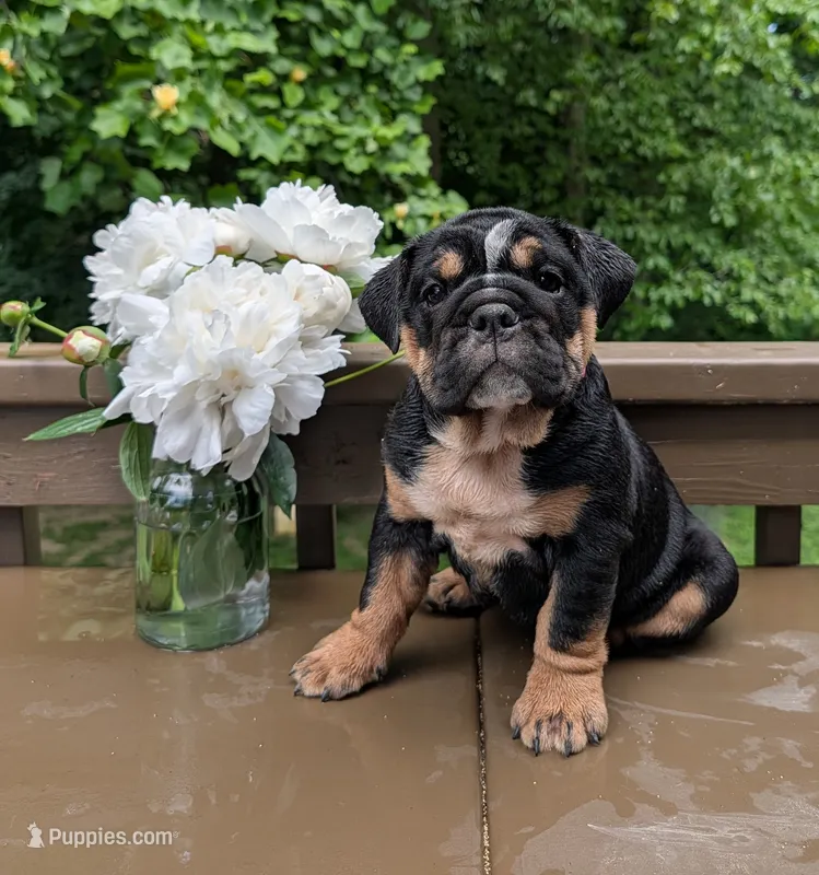 Violet – English Bulldog puppy for sale in Manheim, PA