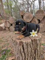 Daphne, a female English Bulldog for sale in Manheim, PA – Photo 4 of 7