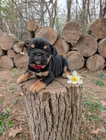 Daphne, a female English Bulldog for sale in Manheim, PA – Photo 2 of 7