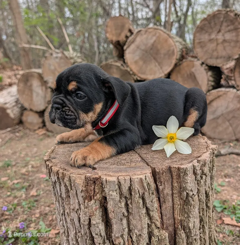 Daphne – English Bulldog puppy for sale in Manheim, PA