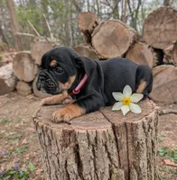 Daphne, a female English Bulldog for sale in Manheim, PA – Photo 1 of 7