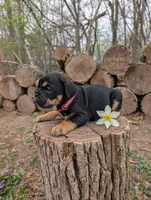 Daphne, a female English Bulldog for sale in Manheim, PA – Photo 5 of 7
