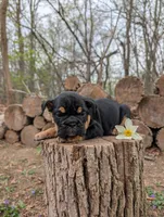 Daphne, a female English Bulldog for sale in Manheim, PA – Photo 3 of 7