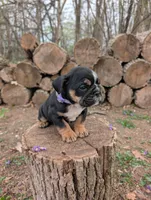 Violet, a female English Bulldog for sale in Manheim, PA – Photo 2 of 7