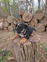 Violet, a female English Bulldog for sale in Manheim, PA – Photo 3 of 7